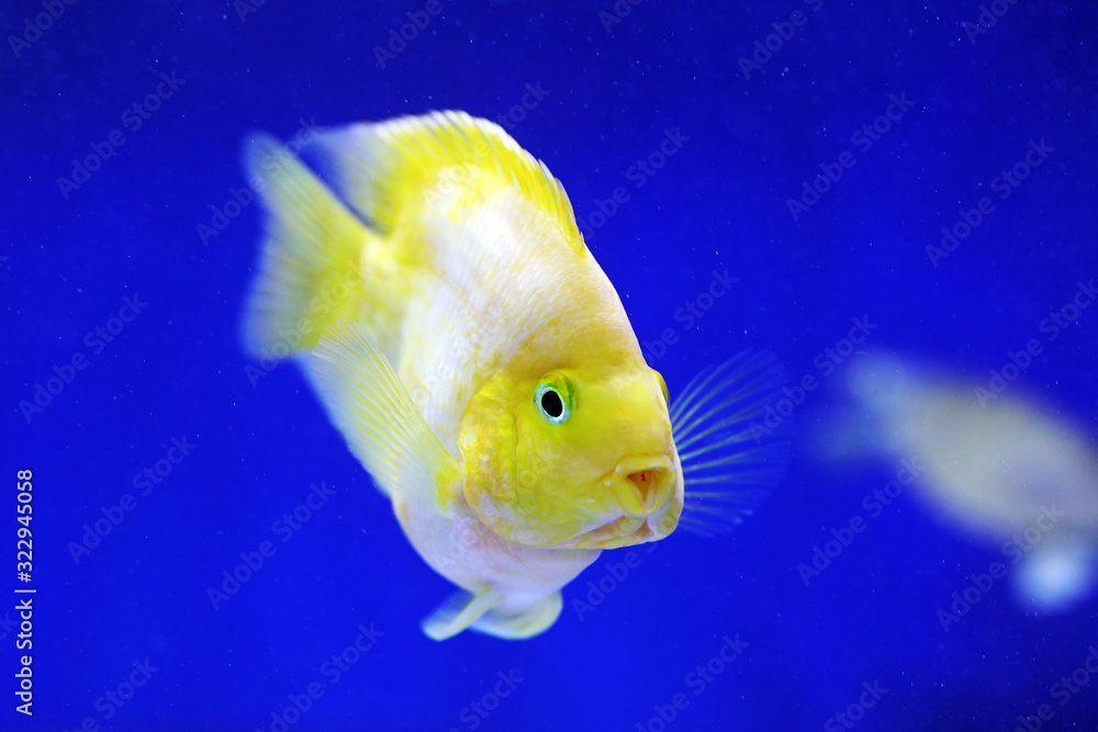Tropical golden parrot fish in blue background Tropical golden parrot fish in blue background