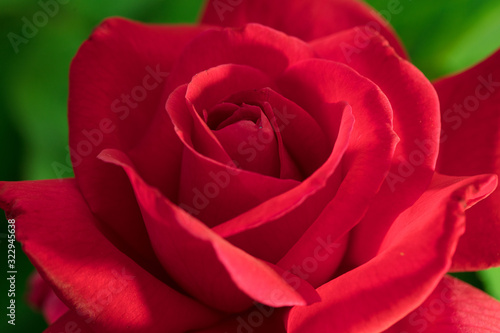 Red Rose