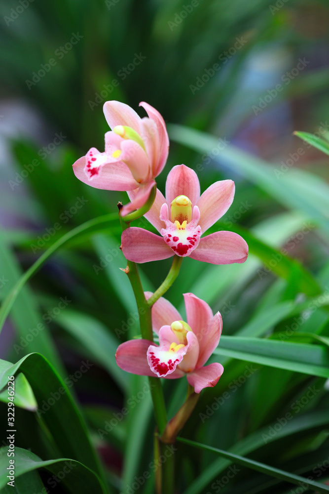 Orchids in the garden Orchids in the garden