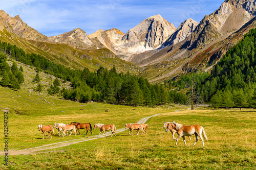 Haflinger am Eishof  im Pfossental mit Blick auf  die Hochweiße photo