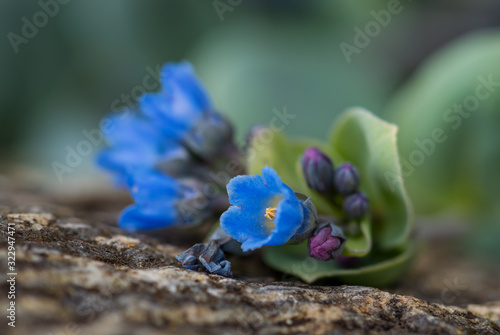 Oysterplant - Mertensia maritima, beautiful rare blue flower from Atlantic islands, Runde, Norway. photo