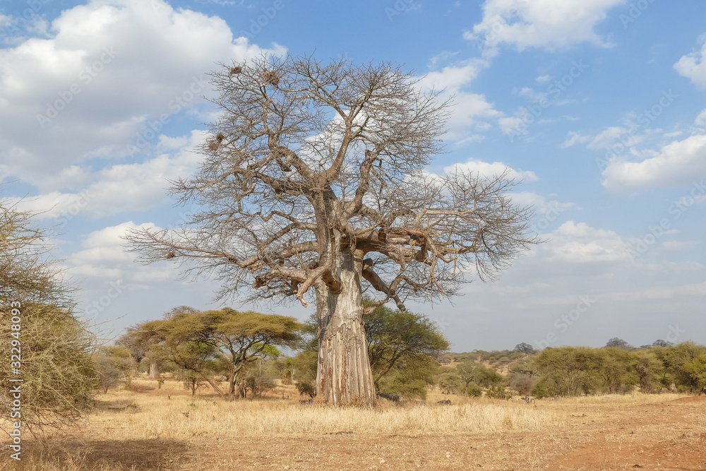 Baobab in the savannah, Tarangire National Park, Tanzania