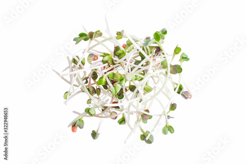 sprouts of radish microgreen