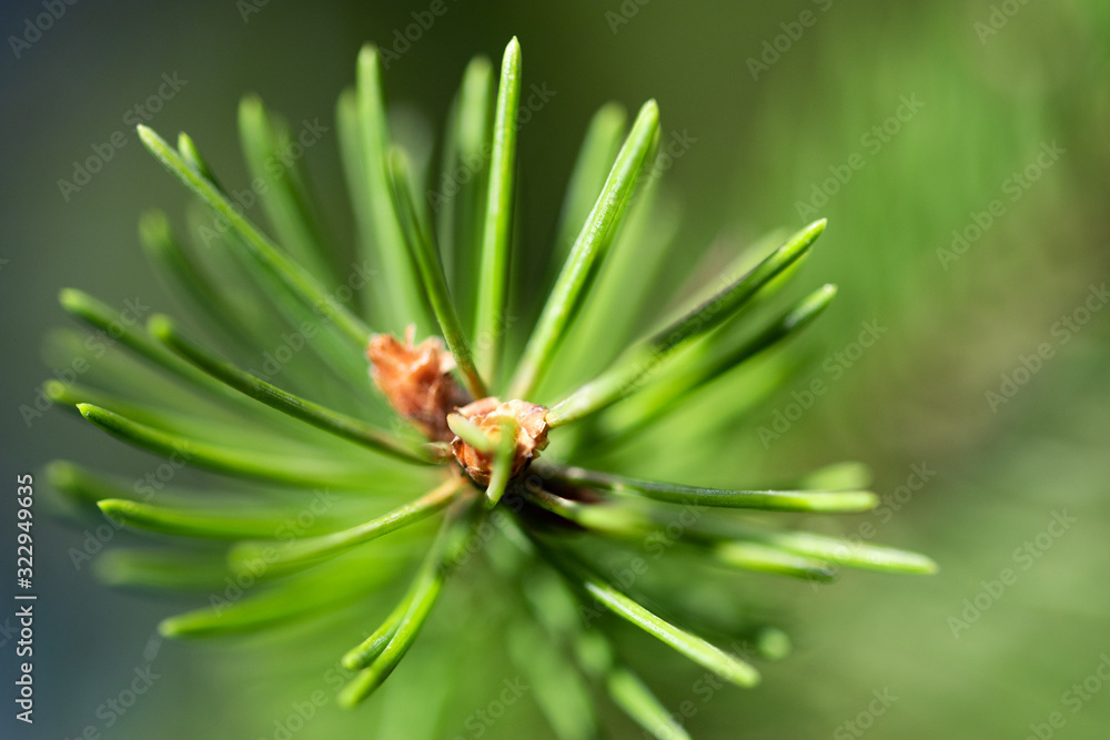 Vibrant green, aromatic and fresh spruce tree twig top macro with buds, needles and blurred cones abstract background Vibrant green, aromatic and fresh spruce tree twig top macro with buds, needles and blurred cones abstract background
