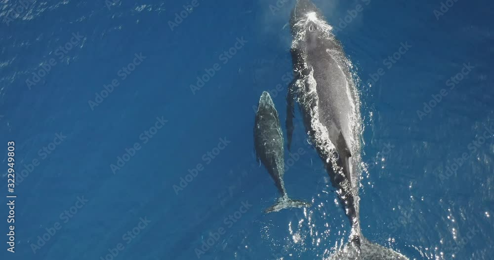 Aerial view of a mother humpback whale and her calf swimming together in clear blue ocean water, whale spouting, two whales swimming together, amazing ocean mammals