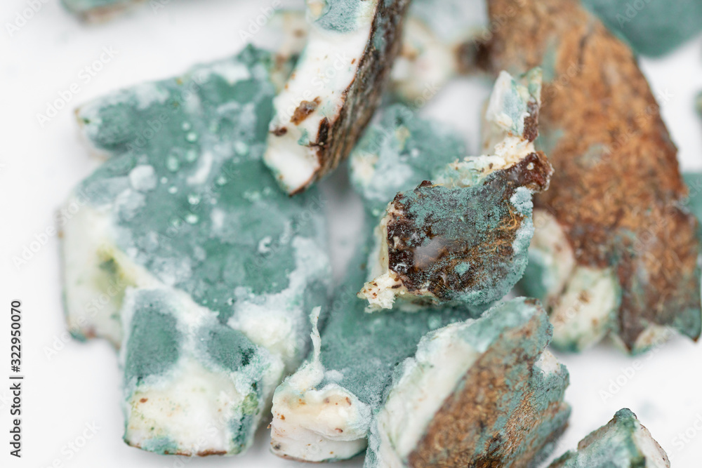 rotten coconut. mold on coconut. green mold on coconut. macro photography