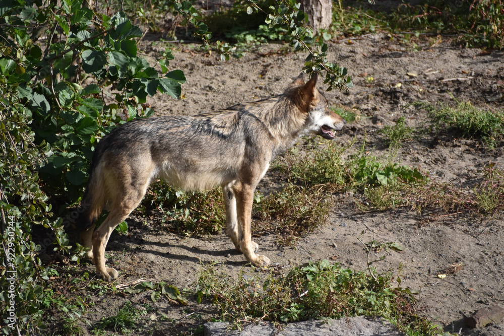 Loup gris