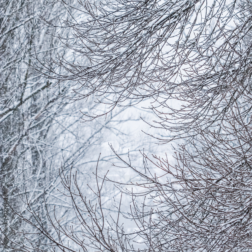 Fairytale fluffy snow-covered trees branches, nature scenery with white snow and cold weather. Snowfall in winter park Fairytale fluffy snow-covered trees branches, nature scenery with white snow and cold weather. Snowfall in winter park