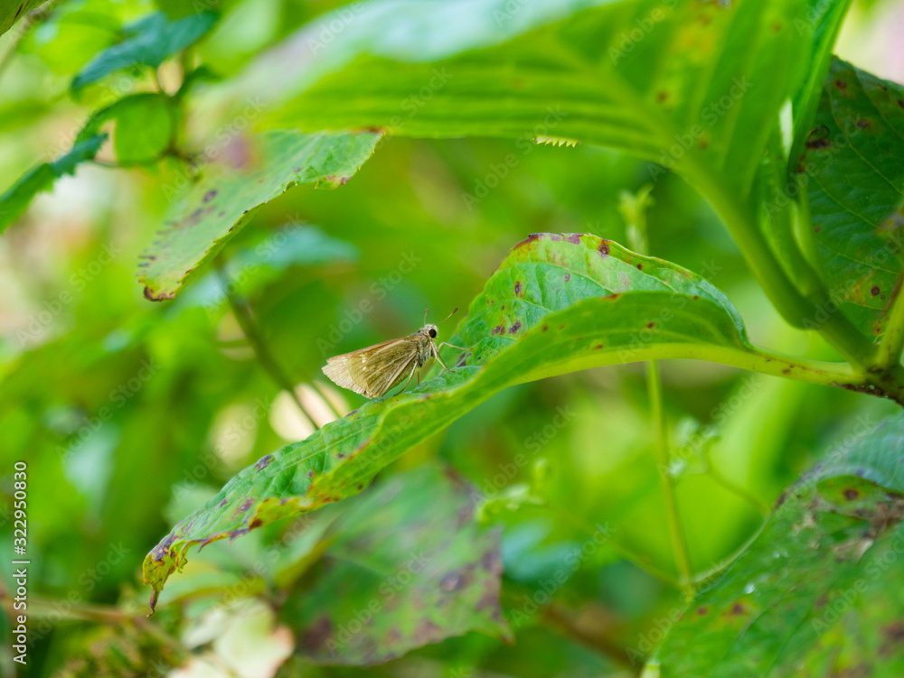 Strait Swift - Parnara guttata - is resting on a leaf in Japan. Strait Swift - Parnara guttata - is resting on a leaf in Japan.