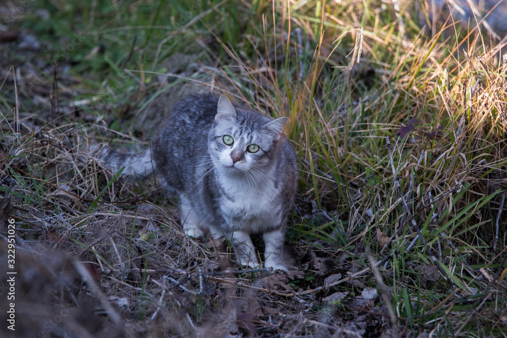 Grey cat walking in the grass and looking at the camera Grey cat walking in the grass and looking at the camera