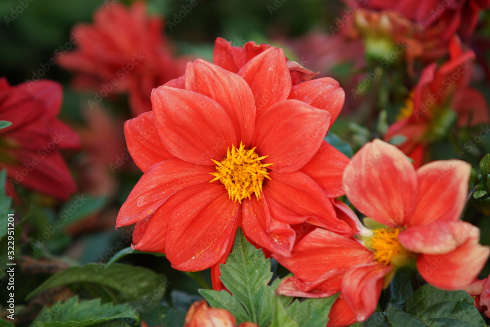 Close-up of the blooming bud of a magnificent coral dahlia flower. Close-up of the blooming bud of a magnificent coral dahlia flower.