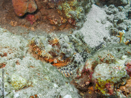 A Well-Camouflaged Scorpionfish