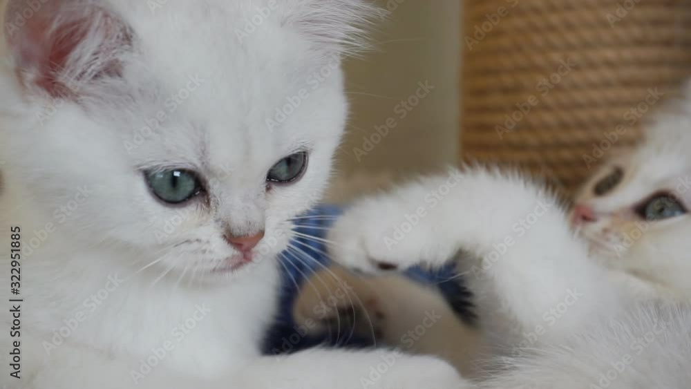 Two white kittens are playing in a basket.1920X1080 Full Hd. Two white kittens are playing in a basket.1920X1080 Full Hd.