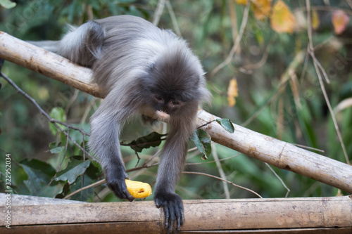 Bild auf Leinwand Indochina Brillenlanguren mit Banane