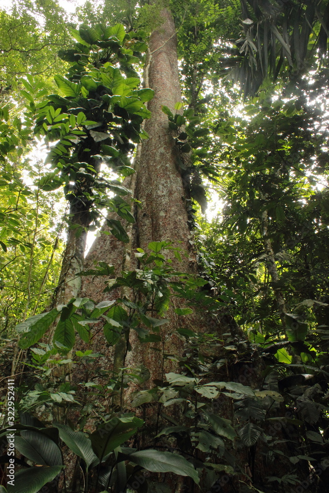 Fototapeta premium Forest interior, Venezuela. Tree trunks carry nutrients between the forest floor and the canopy. View of tropical jungle with tallest tree and buttressed roots in the Henri Pittier National Park 
