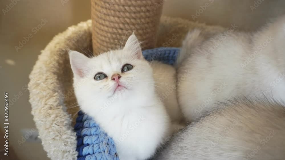 Three silver british kittens are sitting in a basket.1920X1080 Full Hd. Three silver british kittens are sitting in a basket.1920X1080 Full Hd.