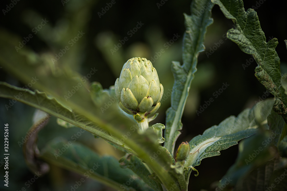 Artichoke Artichoke