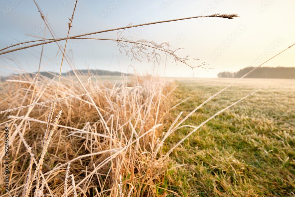 Fototapeta premium Beautiful close-up of dried frozen grass with ice crystals in a countryside meadow in the sunset. Seen in Franconia / Bavaria, Germany, in January.