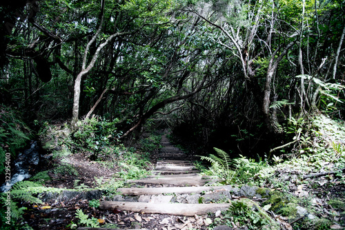 path between trees in forest