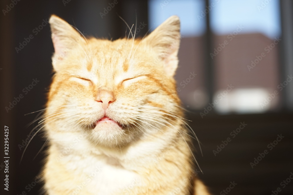 Cute ginger cat face with closed eyes. Pet portrait in sunlight.
