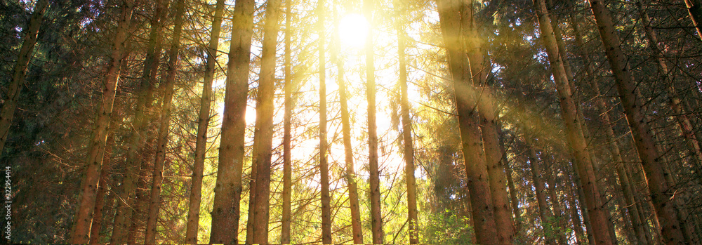 Sun shines through the trees in the pine forest. Sun shines through the trees in the pine forest.