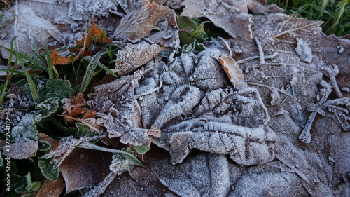 frost on autumn leaves