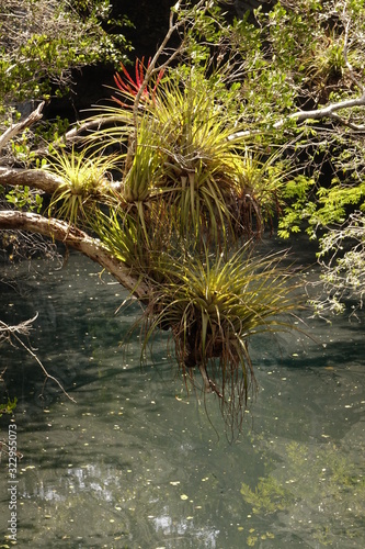 Plants hanging over water