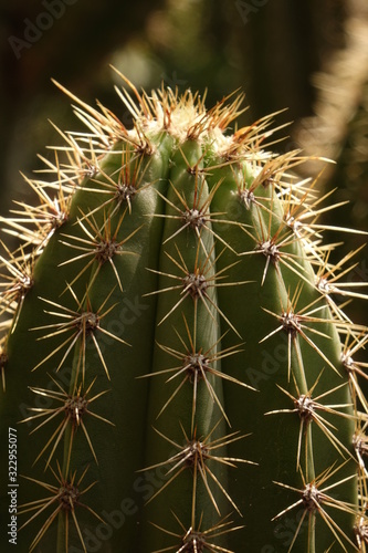 tip of that cactus
