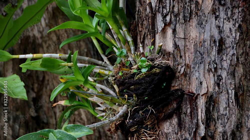 forest orchid flowers attached to a large tree in a park forest orchid flowers attached to a large tree in a park