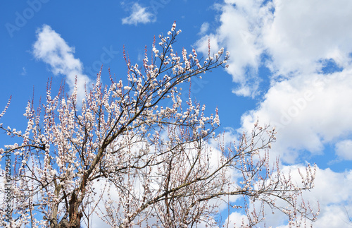 Blooming apricot tree with blue sky in te background. Beautiful apricot tree in white blossom in spring.