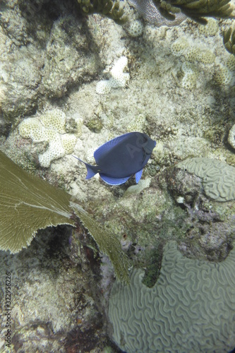 coral reef with fish
