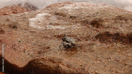 Crab on rock