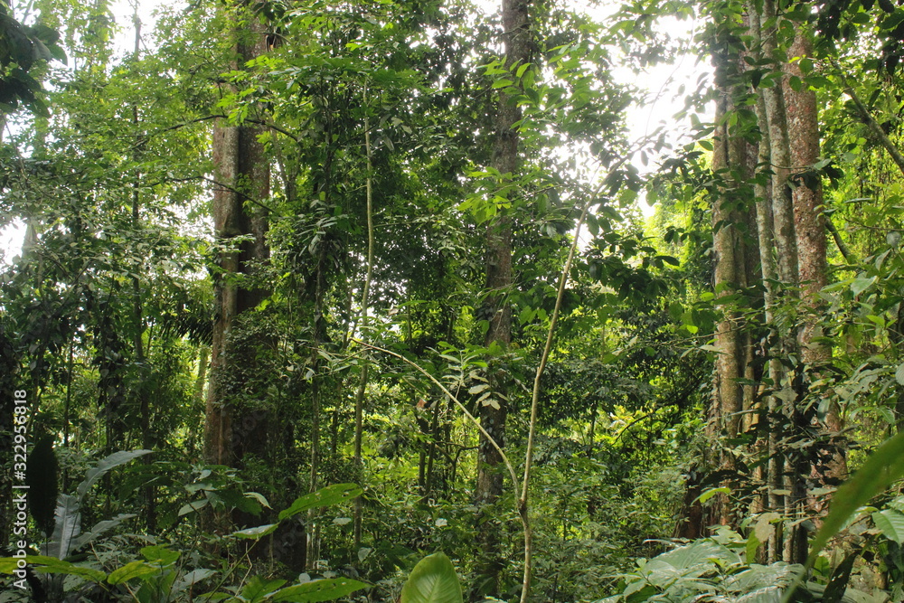 Fototapeta premium Exuberant nature inside a tropical rainforest