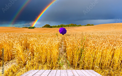 Landscape with wheat field, blue sky and rainbow above