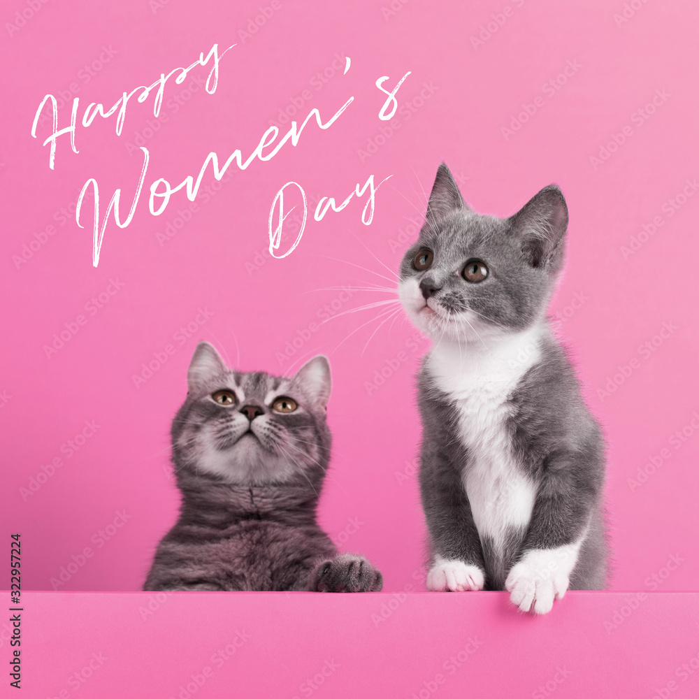 Cute little gray cat and kitten, on a pink background, looks and plays. Buisiness banner, concept, inscription Happy Women's Day.