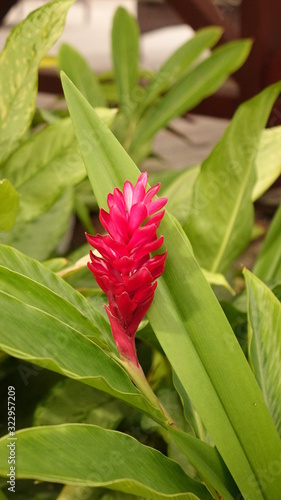 Red flower