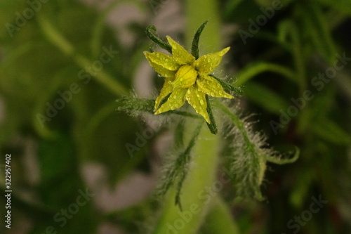Yellow flower 
