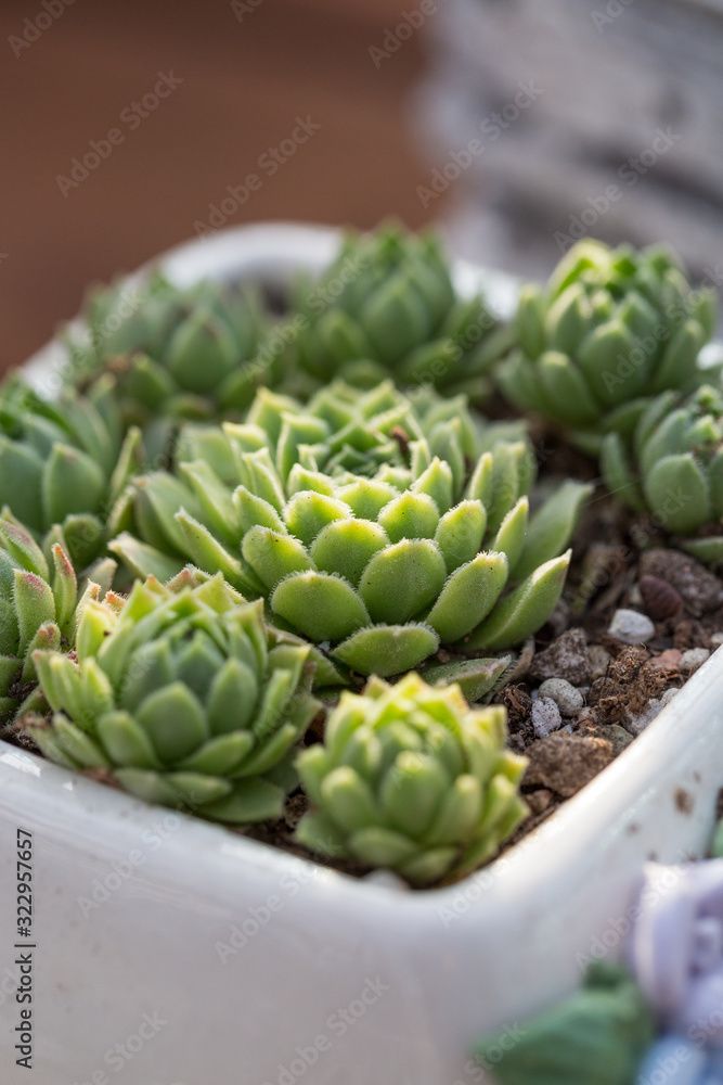 succulent plants,Echeveria lauixlindsayana