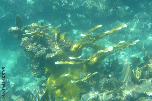 A coral in murky water on a tropical island reef