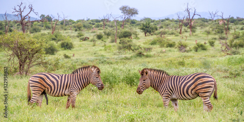 Burchell s zebra pair together in the mating season image in horizontal format