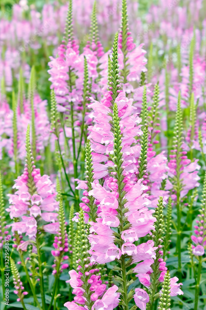 Lots of pink dragonhead or obedient plant flowers, floral background texture. Lots of pink dragonhead or obedient plant flowers, floral background texture.