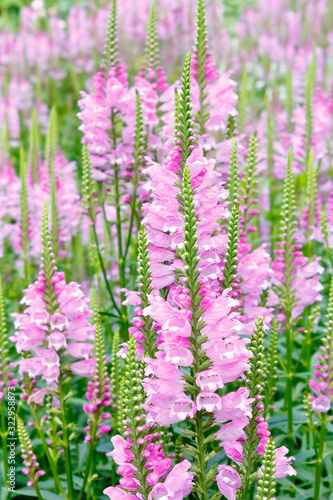 Lots of pink dragonhead or obedient plant flowers, floral background texture.