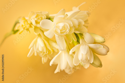 Tableau sur toile Exotic tuberose flowers in soft light, in front of a yellow gold background