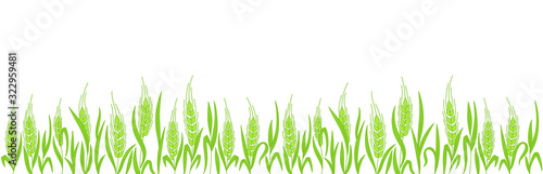 Cereal field. Ears of wheat. Agriculture straw. Green rye grass. Contour line vector. Copy space. Horizontal banner.