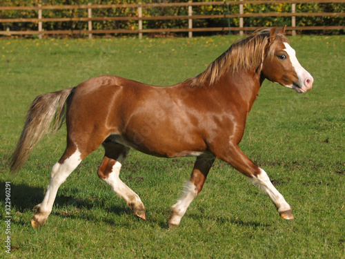 Beautiful Welsh Stallion © Nigel Baker