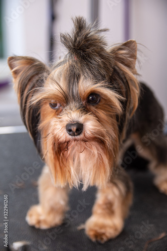 Dog grooming services, Yorkshire Terrier professional hairdresser - Grooming © Marcin