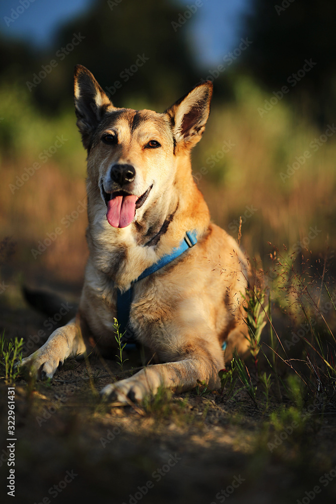 Loyal dog lying in meadow in sunset Loyal dog lying in meadow in sunset