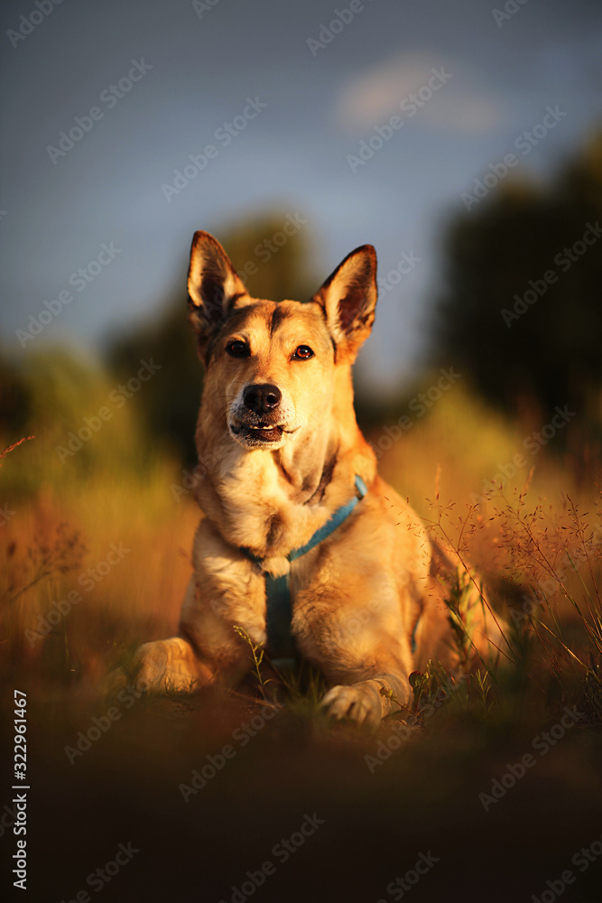 Loyal dog lying in meadow in sunset Loyal dog lying in meadow in sunset