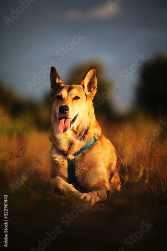 Loyal dog lying in meadow in sunset