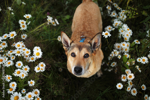 Loyal sitting dog amidst chamomiles at summer day